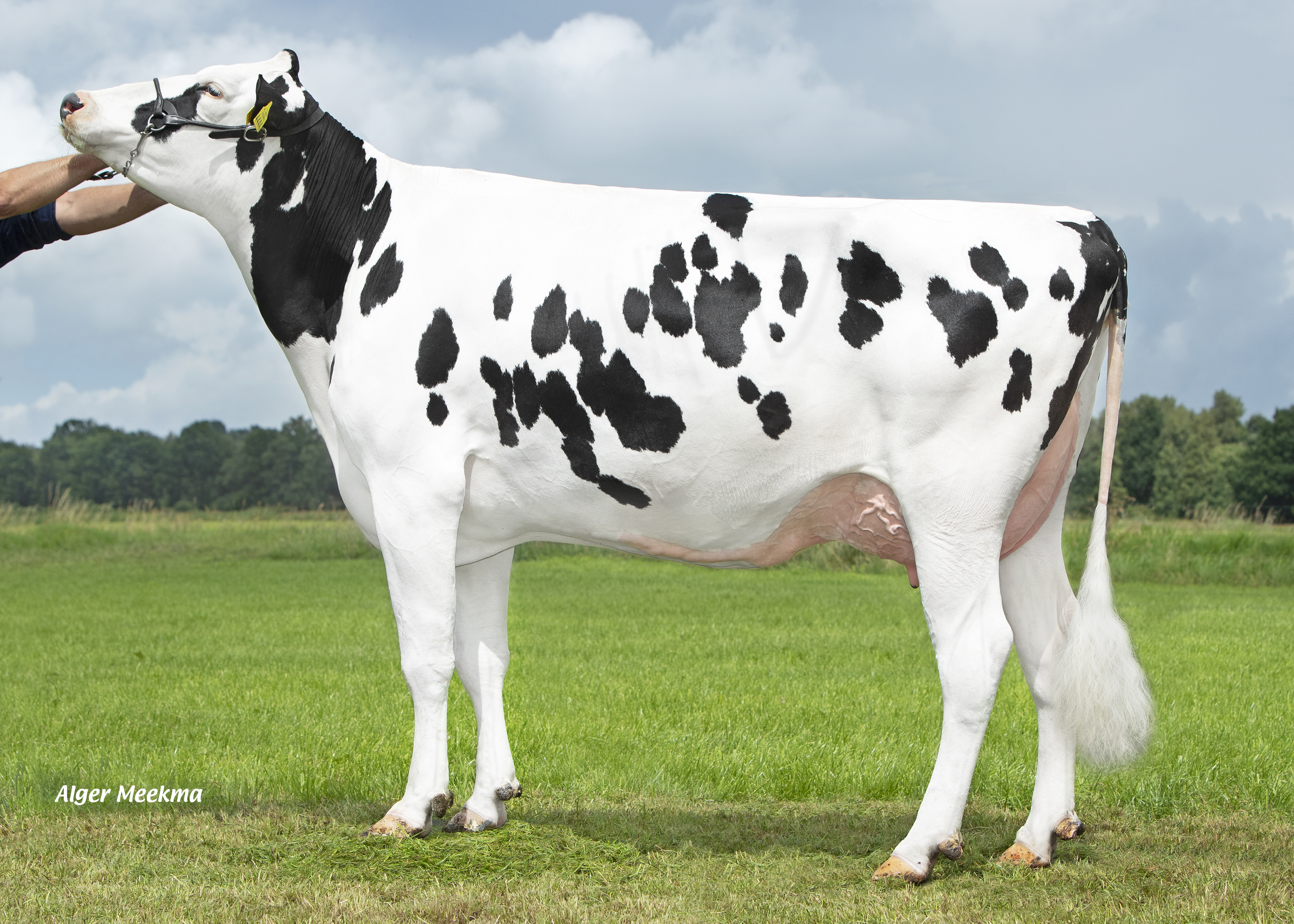 Delta Jantina (s. Oneliner), dam of Frontman