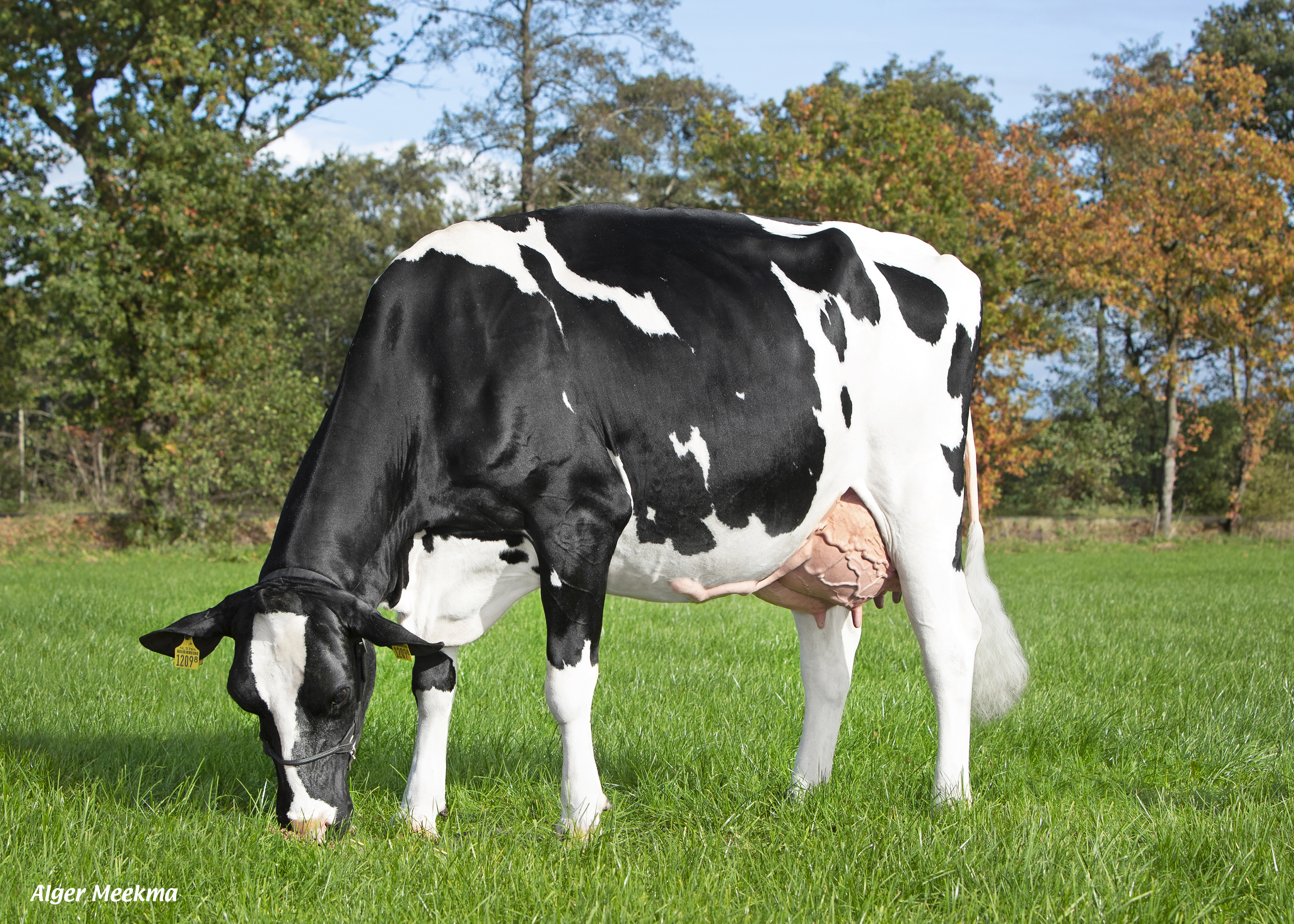 VandenBerg Silvie (AB 85, v. Jabido), moeder van Burt Rf produceert fantastisch in haar tweede lactatie
