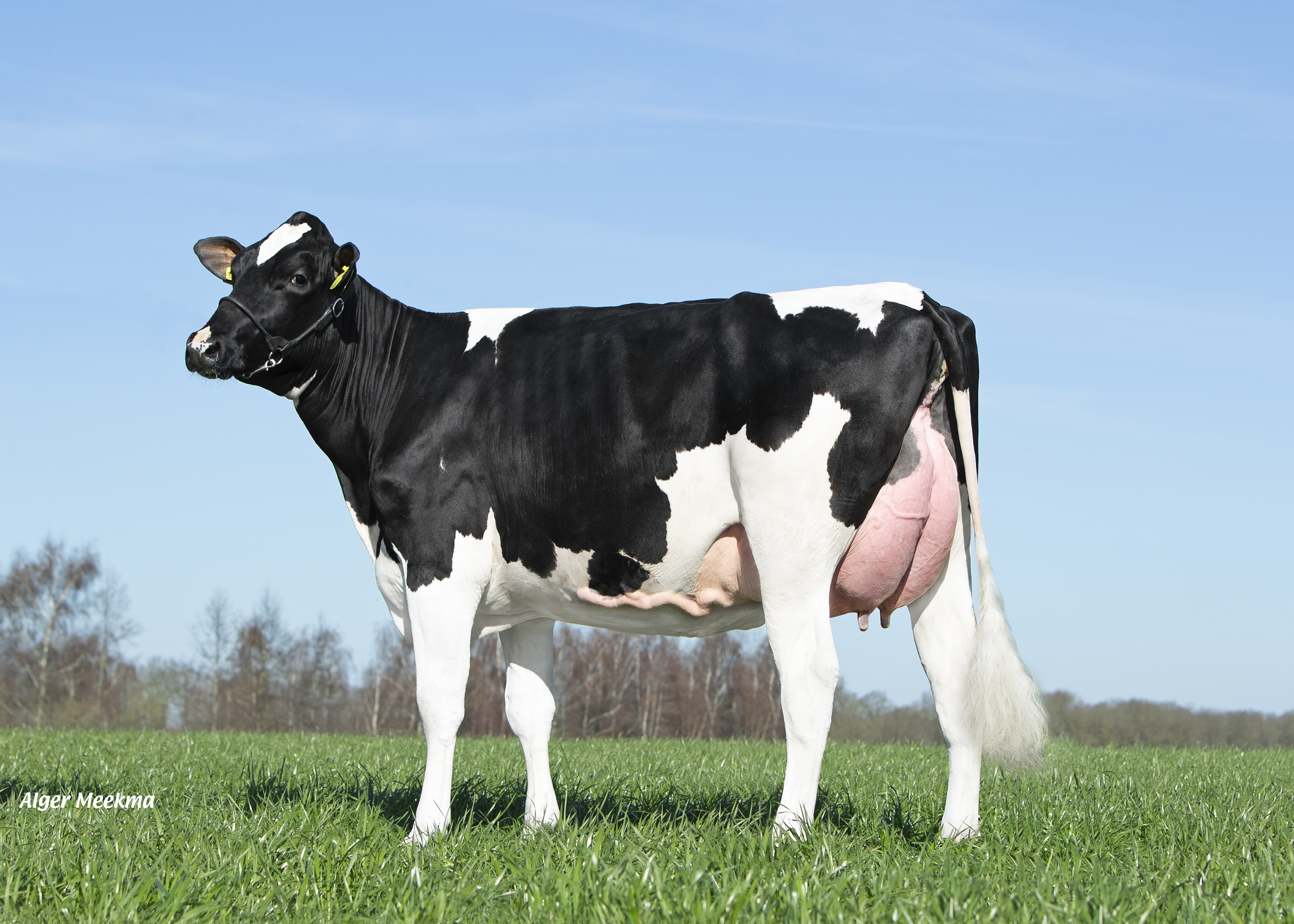 Double W Ricky 171 (v. Borax), eigenaar: VOF Booij-Ottens, Benneveld. Volle zus van Rustic-Red en een halfzus van Hurdler RF