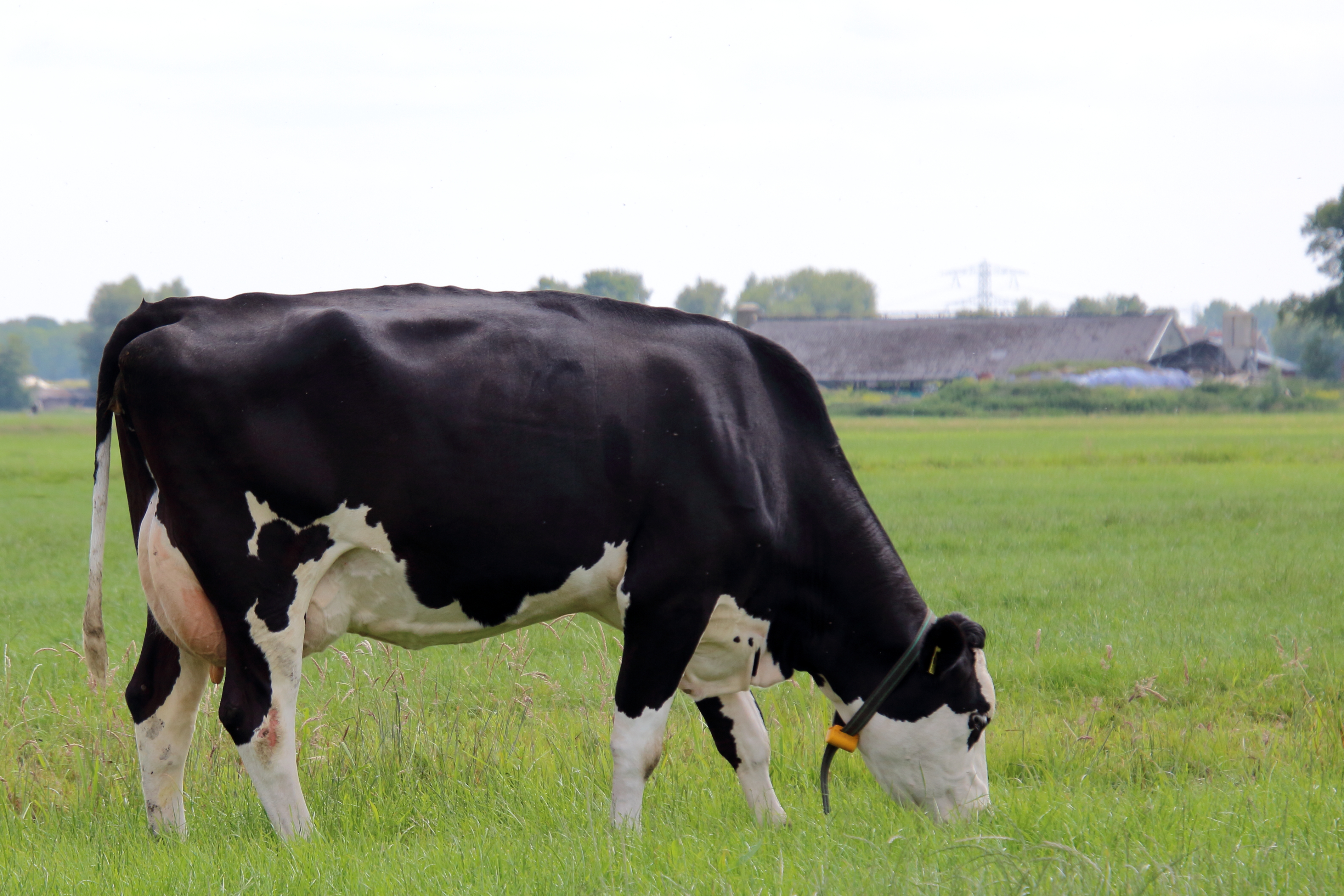 Holstein x Fleckvieh x Brown Swiss