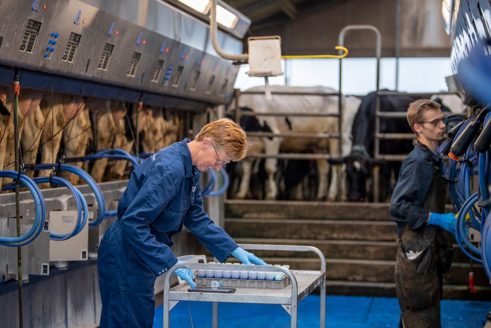 Vet- en eiwitgehalten in melk van Vlaamse koeien stegen in boekjaar 2024-2025