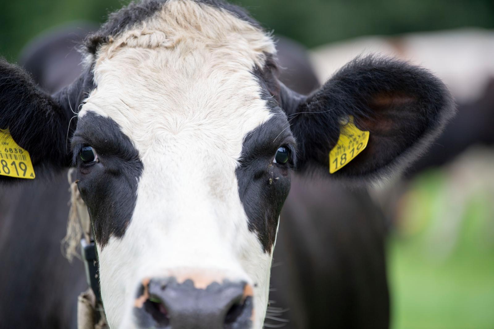 Koeien zijn nieuwsgierige dieren, maar niet angstig. Als je de kudde inloopt, horen de koeien niet voor je weg te rennen. Een gelukkige koe is er een die even nieuwsgierig haar kop omhoog doet en misschien nog even komt snuffelen.