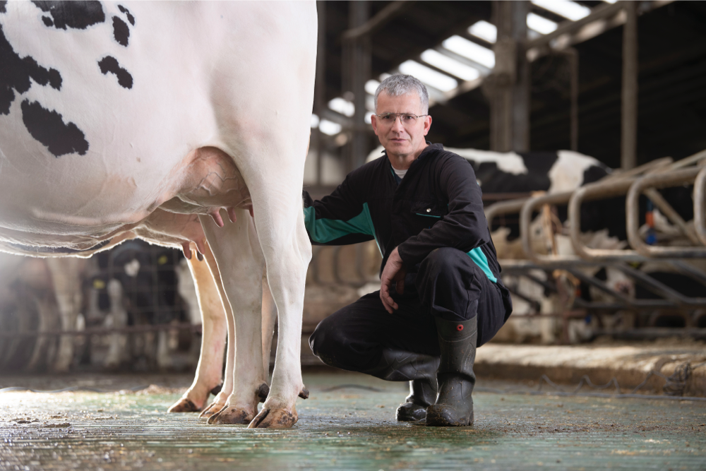 Kees Simons, dairy farmer in Steenbergen, the Netherlands