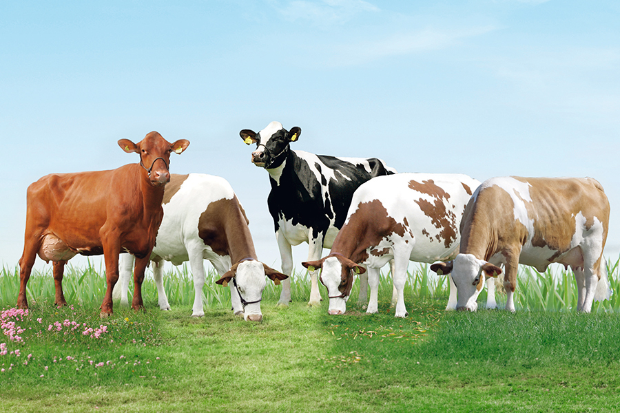 Zwölf globale Zuchtprogramme