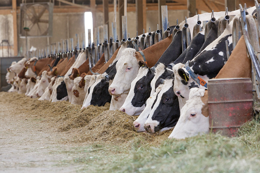 Unsere neuen WhatsApp-Kanäle für Fleckvieh und Holstein