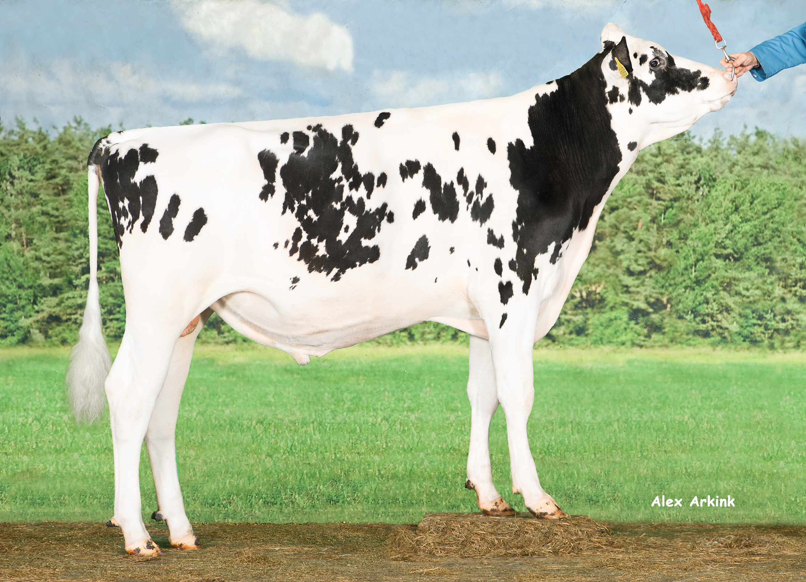 Martin - Holsteinbulle des Monats September