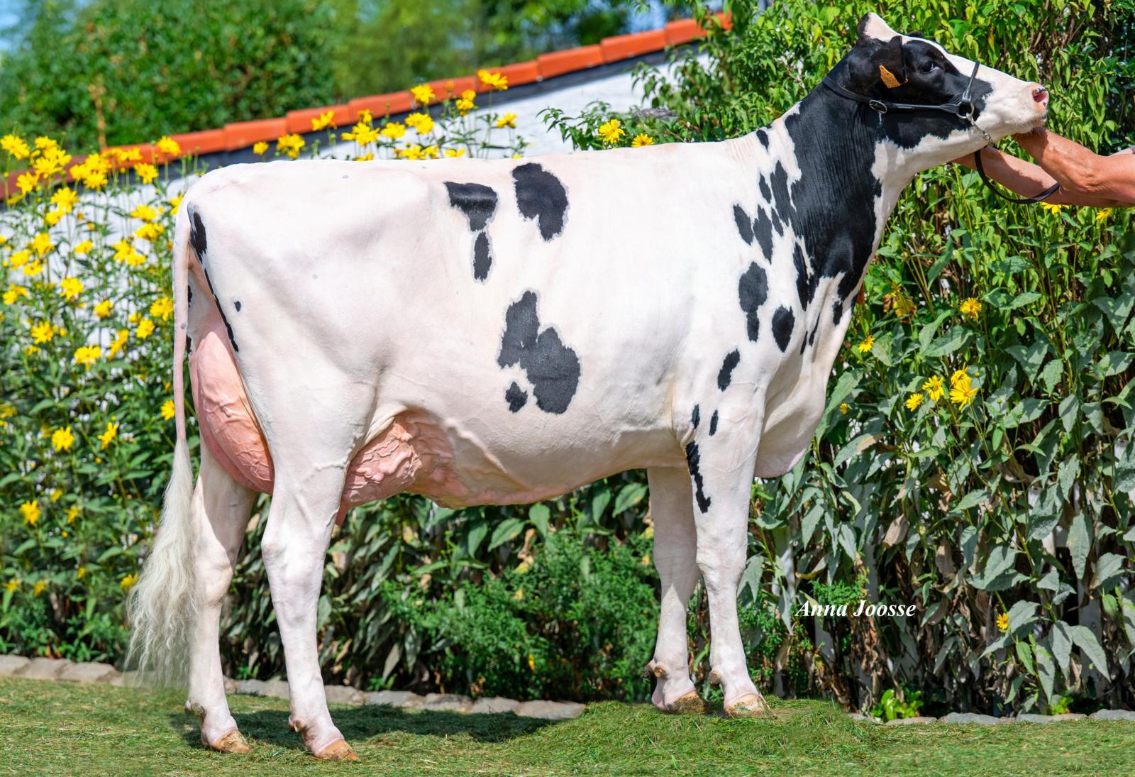 Genomic bulls live up fully to expectations once daughters start milking