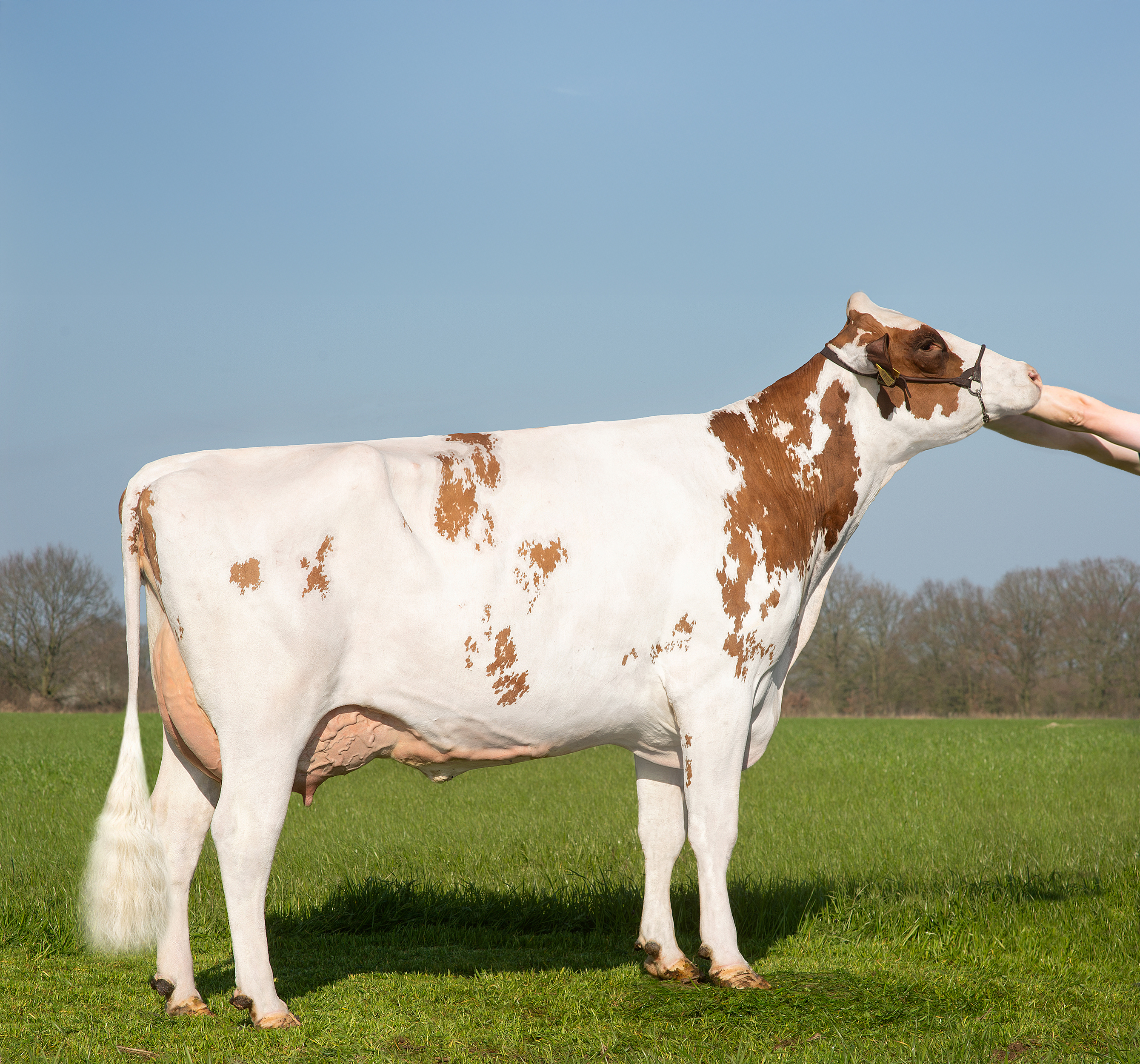 Favorite bull dam: Delta Tulip P