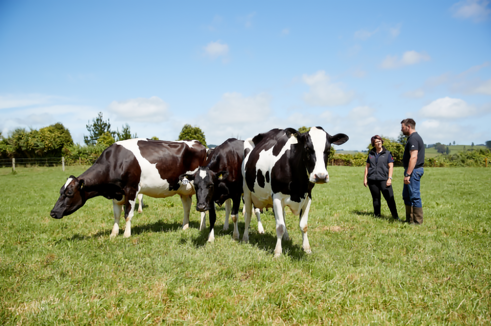 Driving Genetic Gains Using Sorted Semen