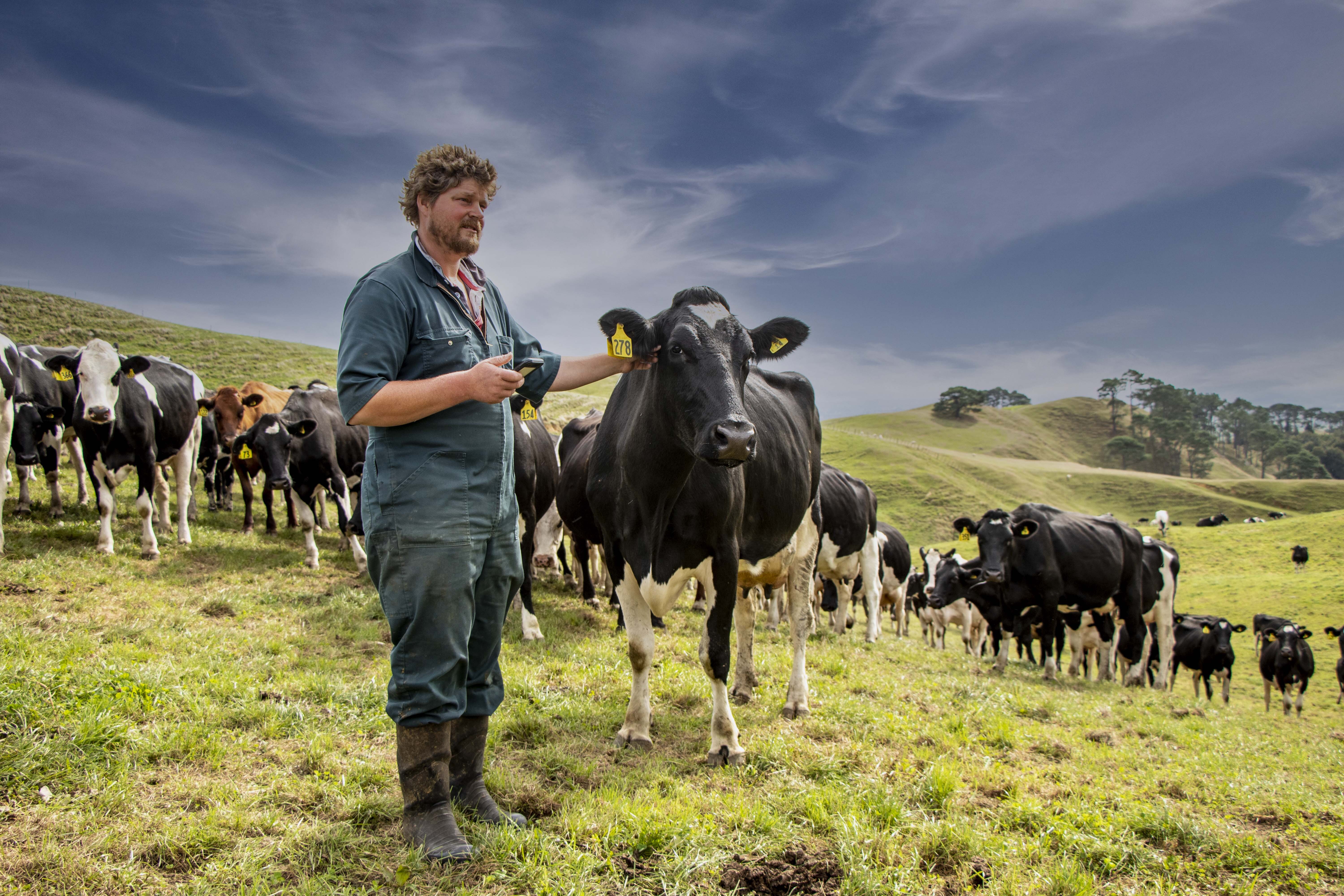 Floyd Smit, 370 cows, Okoroire