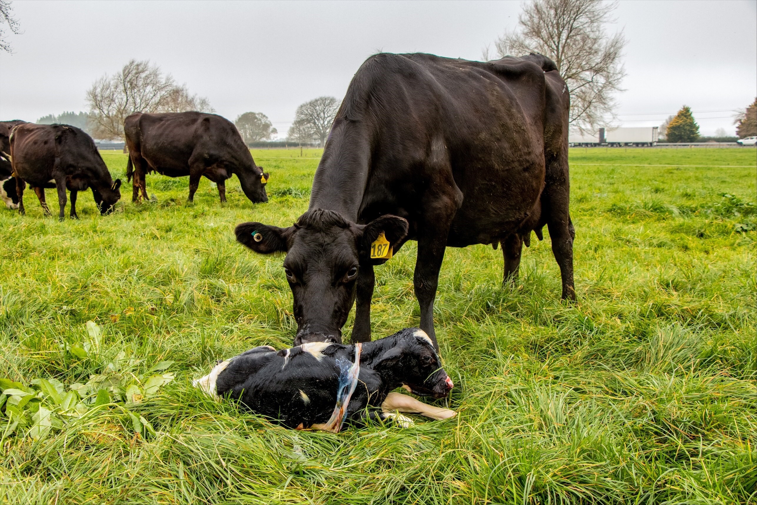 CRV sources additional sexed semen as farmer orders triple