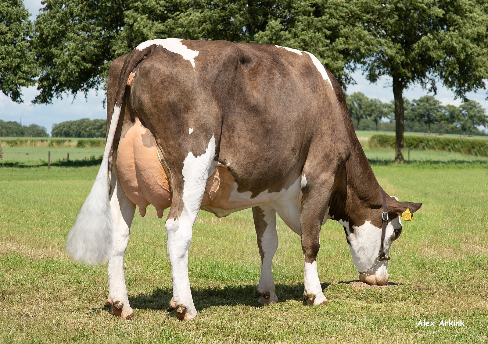 Nellie 126 (v. Haribo) eig.: Kaasboerderij Weenink, Lievelde