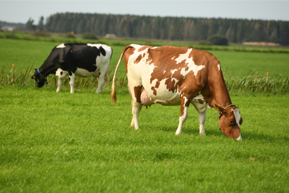 Consequent fokken levert vooruitgang op