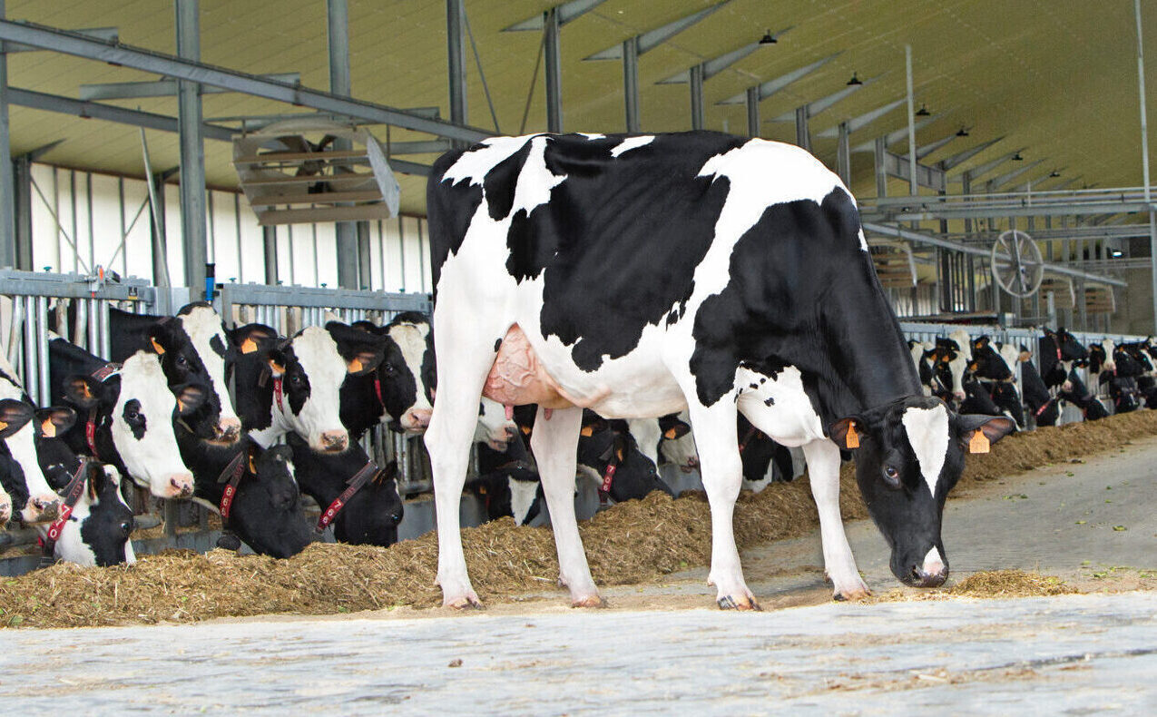 Efficient CRV bulls with high components and fewer problems