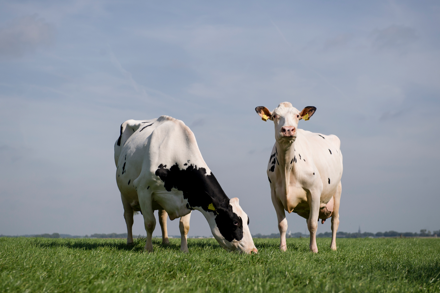 Capaciteit en aanleg combineren in een uitgebalanceerde koe