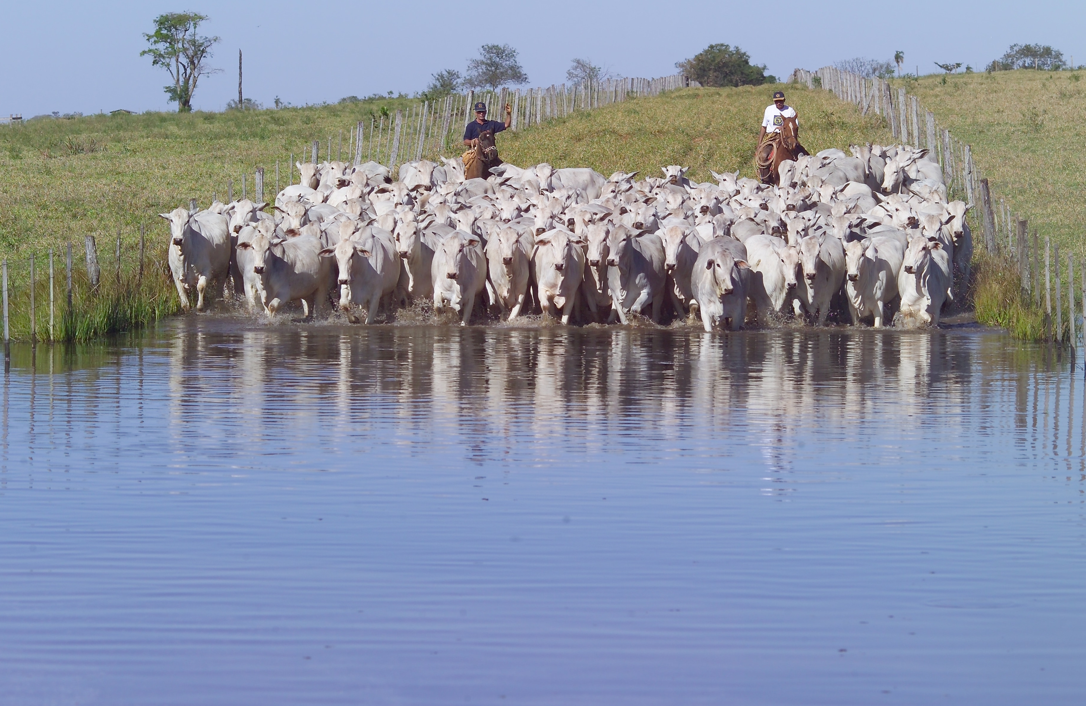 PLANEJAMENTO PRÉ-INSEMINAÇÃO ARTIFICIAL EM TEMPO FIXO