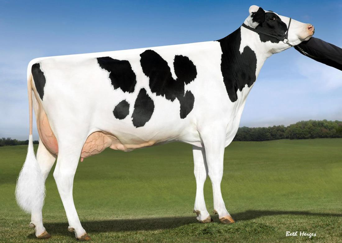 OCD Supersire 9882-ET (VG-86), superstiermoeder en overgrootmoeder van Yamcha