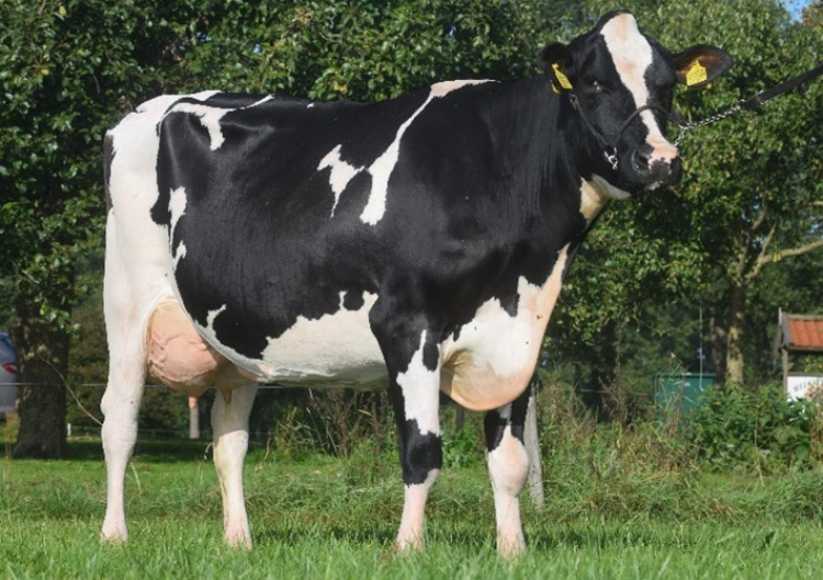 VandenBerg Silvie (AB 85, v. Jabido), moeder van Burt Rf produceert fantastisch in haar tweede lactatie