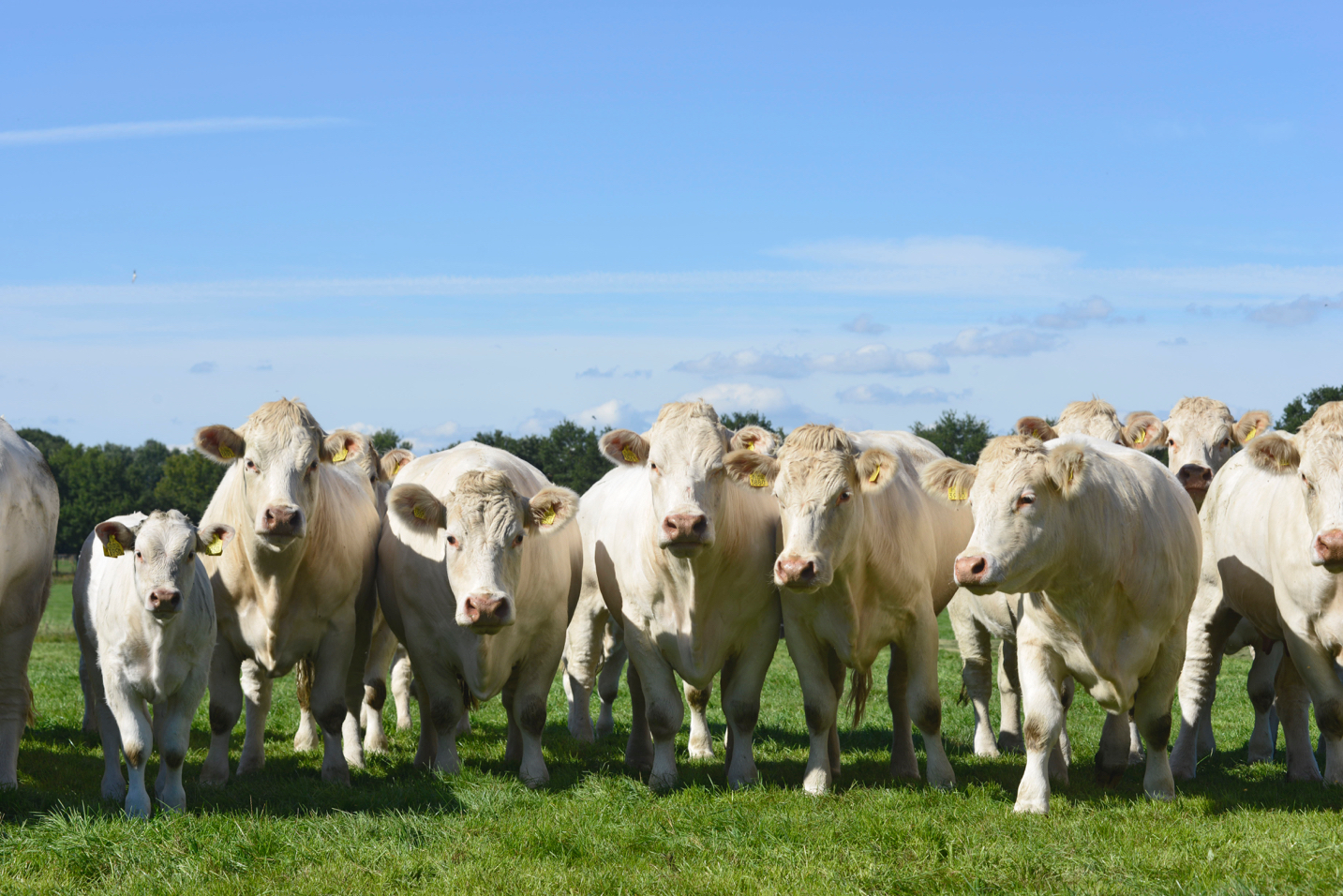 Charolais