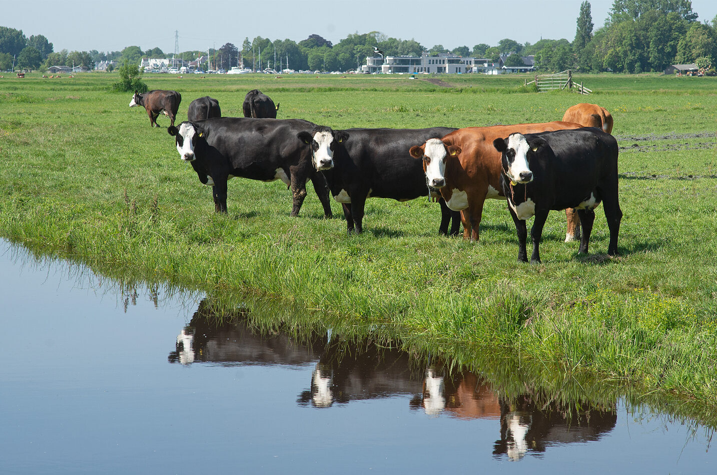 Overig dubbeldoel