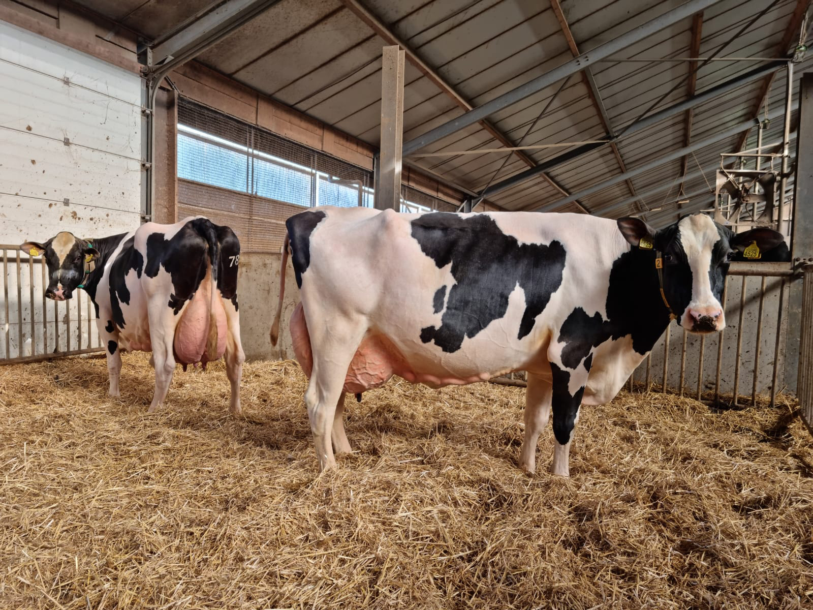 Rechts Delta Paulina, links Delta Thilda. Eig.: Van Berkum