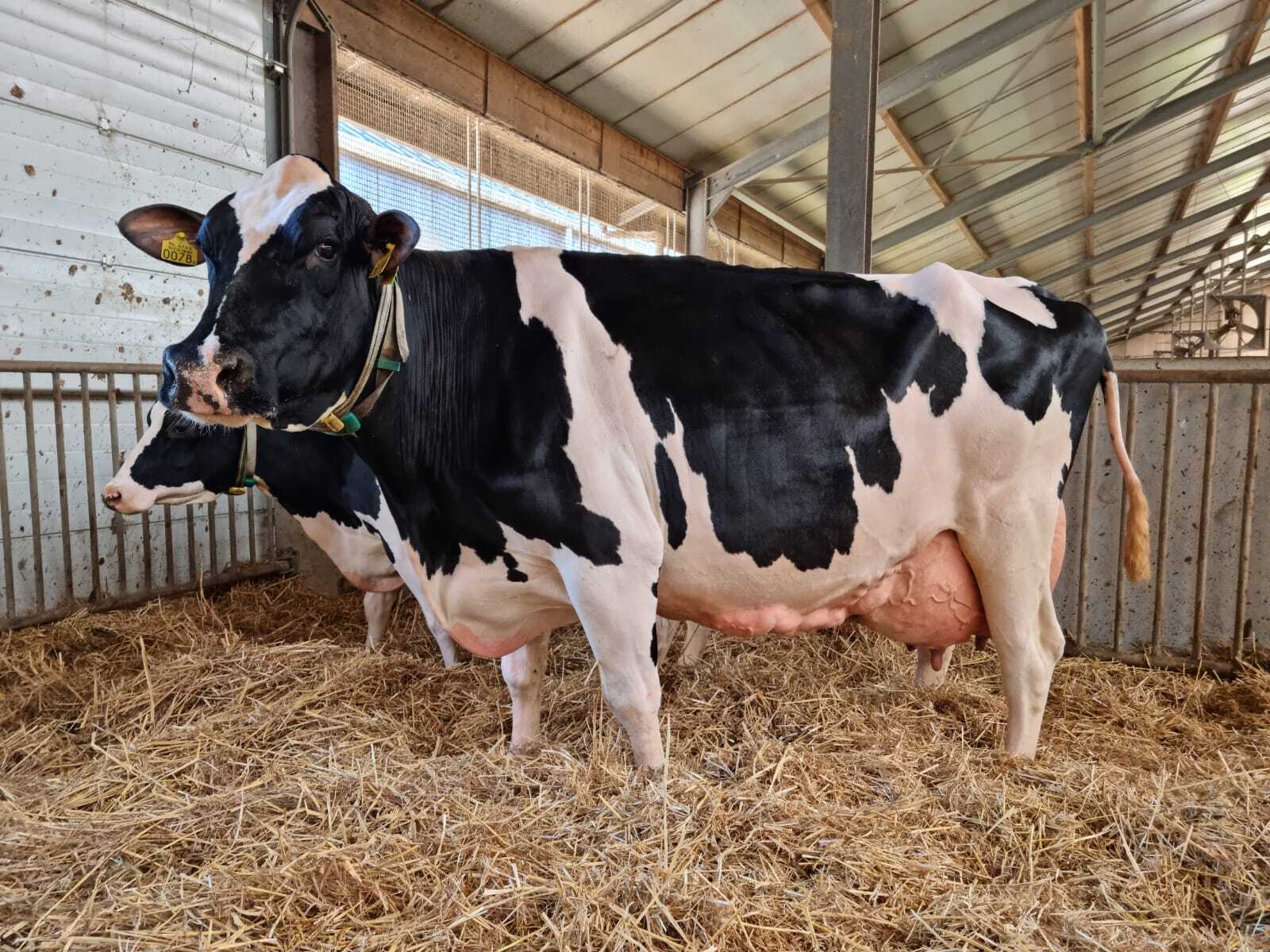 Delta Thilda scoorde 89 punten, twee maanden nadat ze voor de vijfde keer afkalfde.