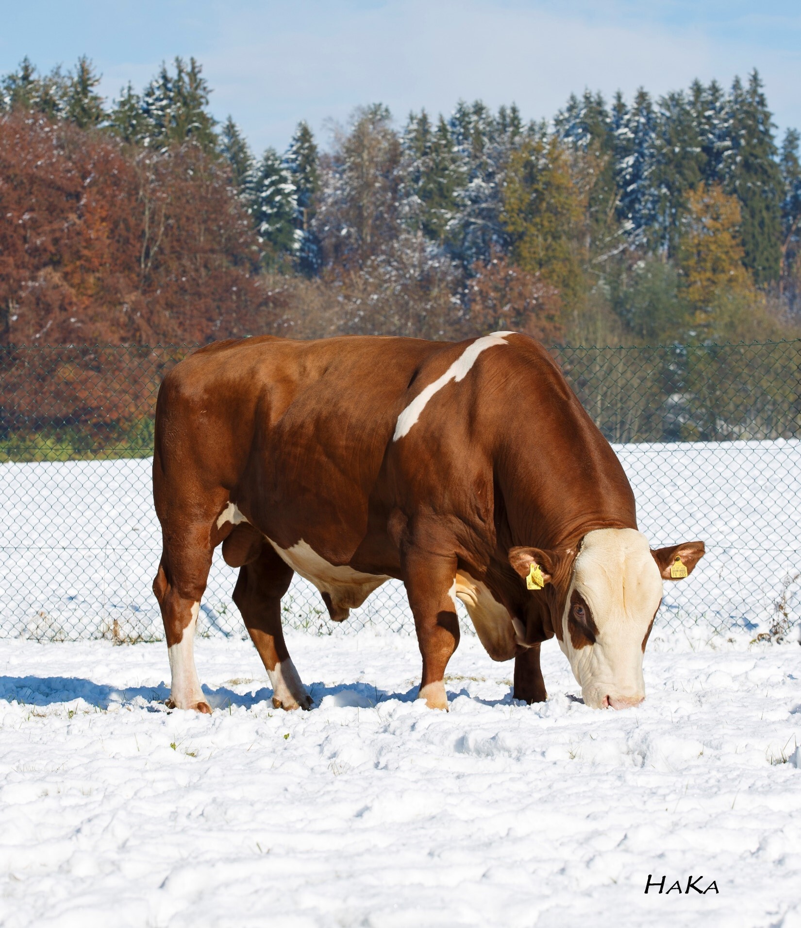 Fleckvieh bull in winter time