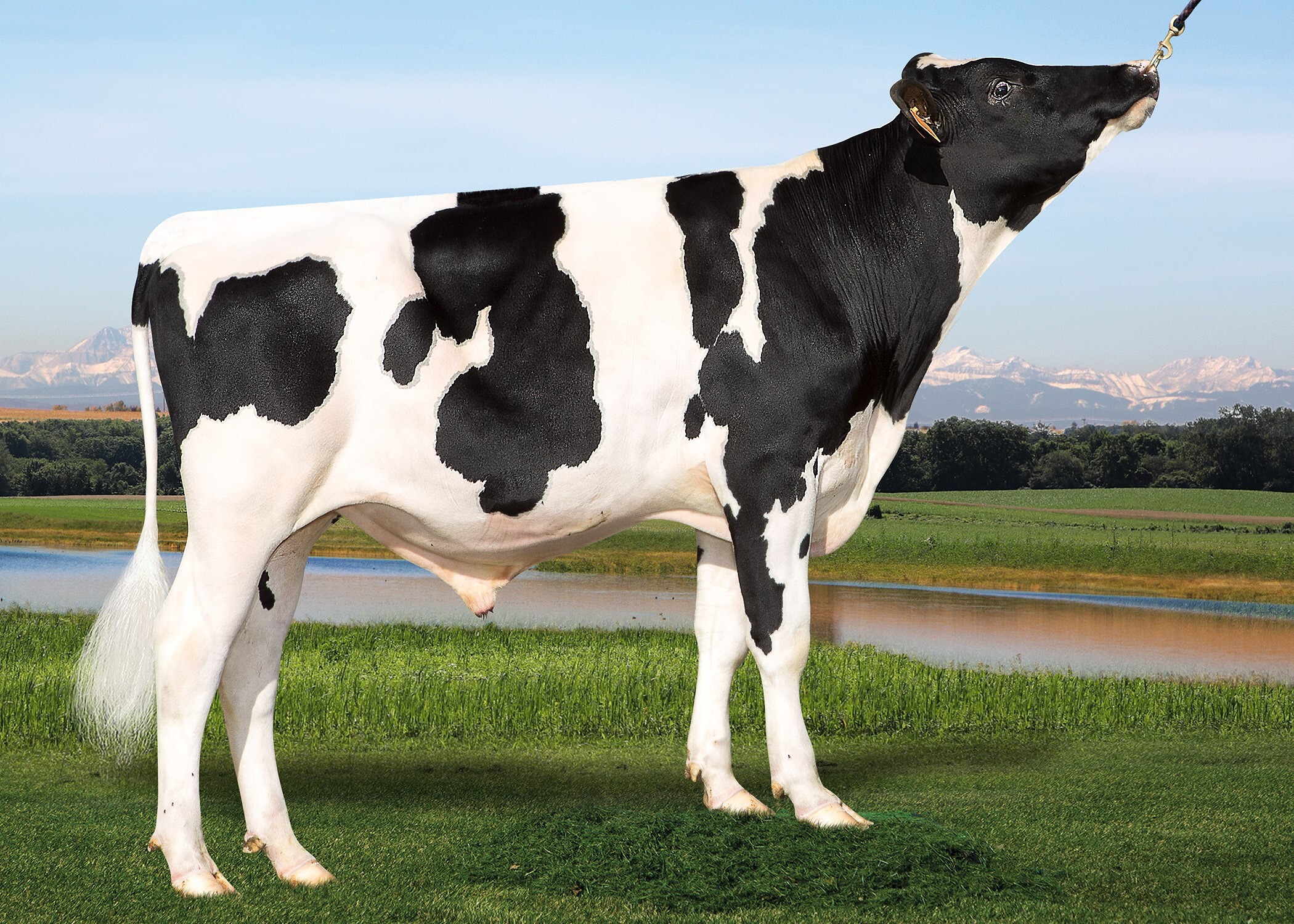 Holstein bull