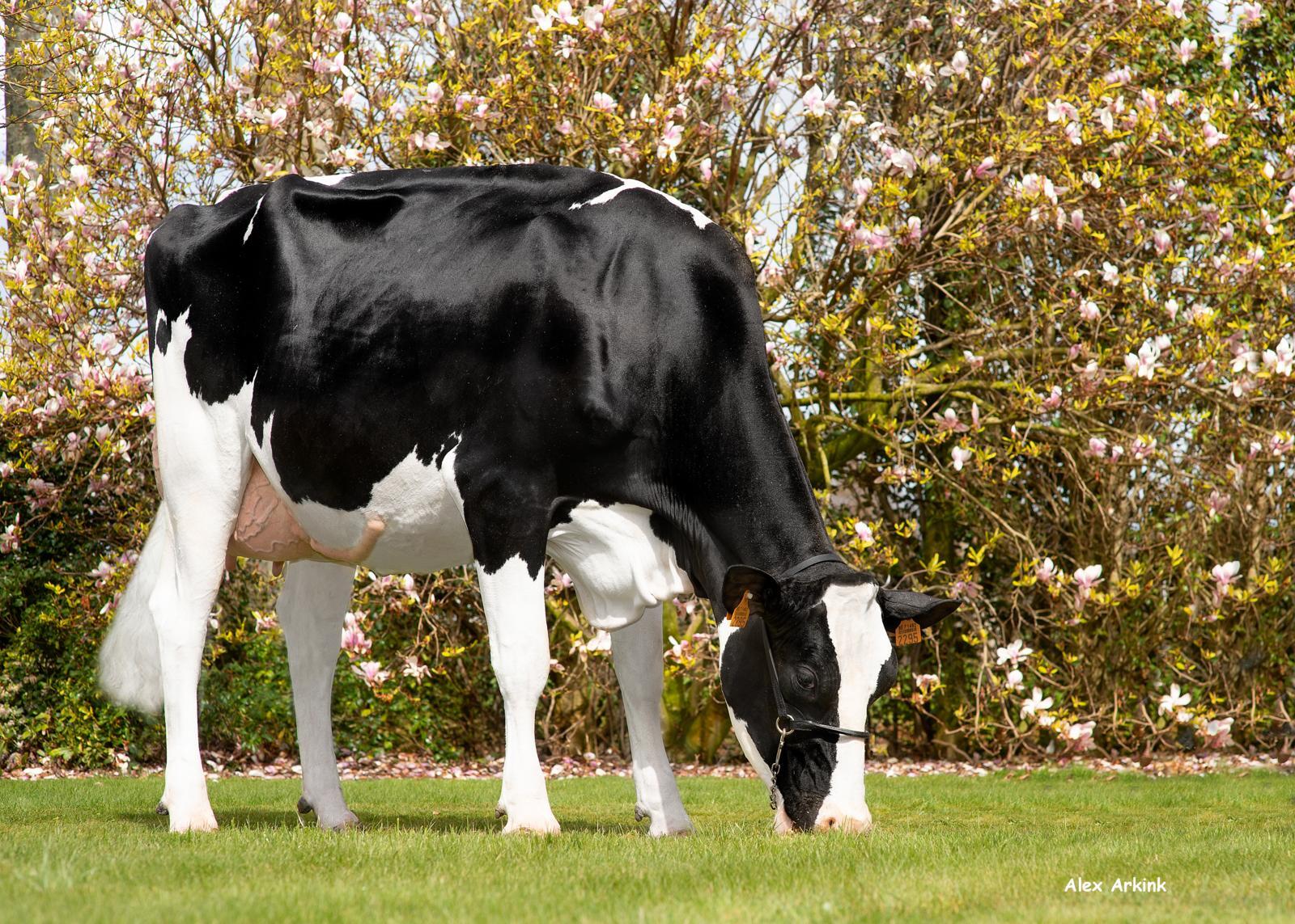 Phillis (v: Woody) Van Nevel-De Smet, Beernem. Phillis stond op de stand van Agriflanders en produceert na 8 maanden nog steeds 43 kgM. Goed voor de hoogste LW op het bedrijf: 134! Voorspeld op meer dan 12.500 kgM 4,08%V en 3,66%E.