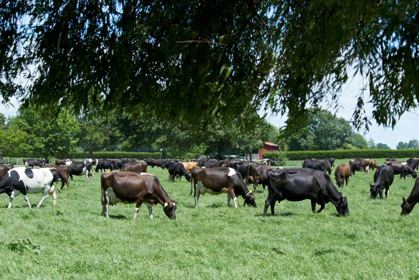 A research programme run by artificial breeding companies LIC and CRV is one step closer to giving farmers the ability to breed low methane-emitting cows.