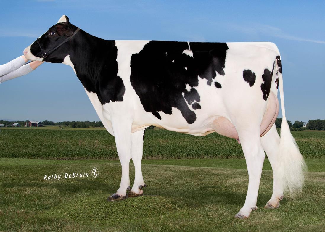 Pine-Tree 9882 Prof 7019-ET (VG 86), grootmoeder van Yamcha