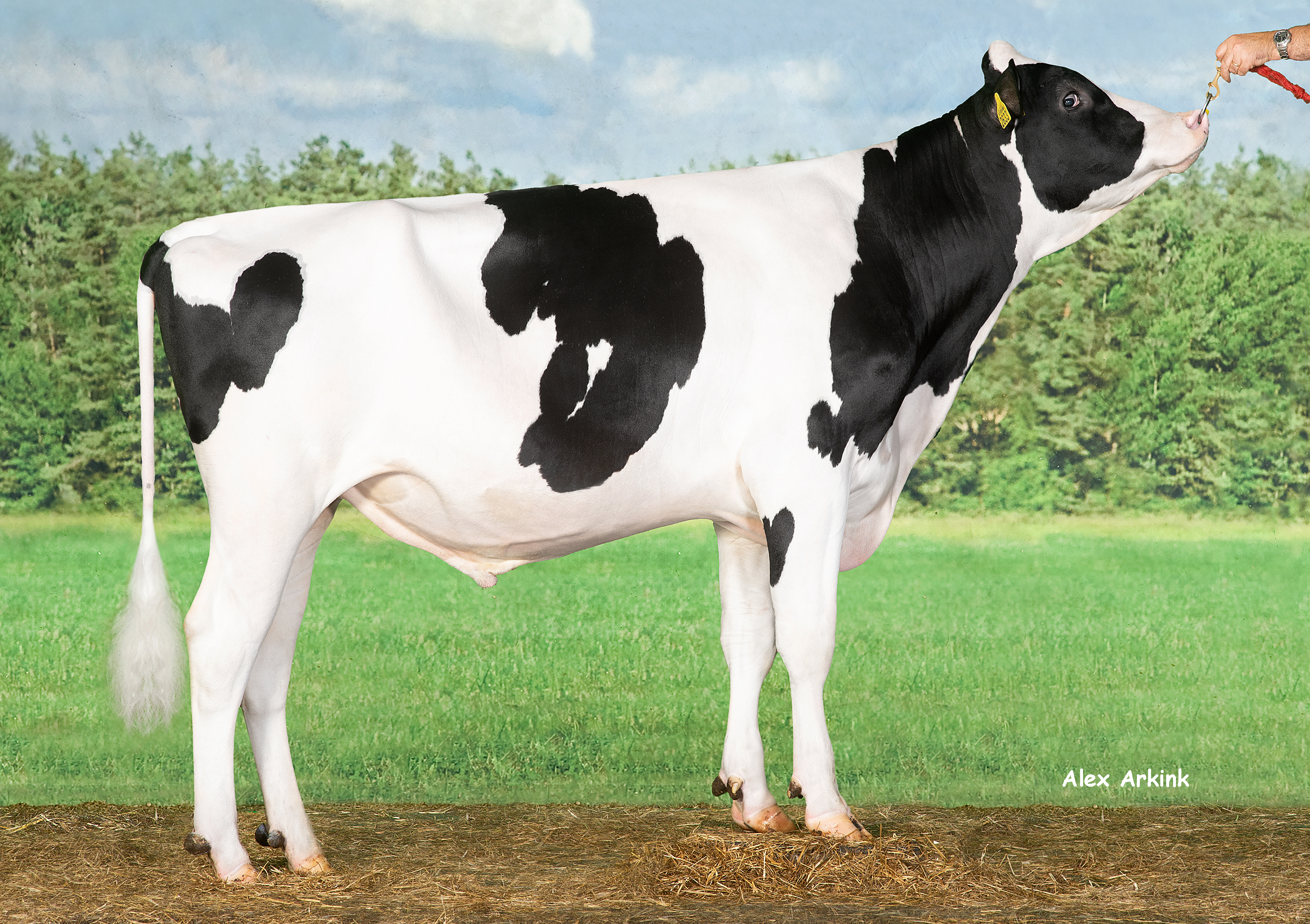 Podium - Holsteinbulle des Monats März 2023