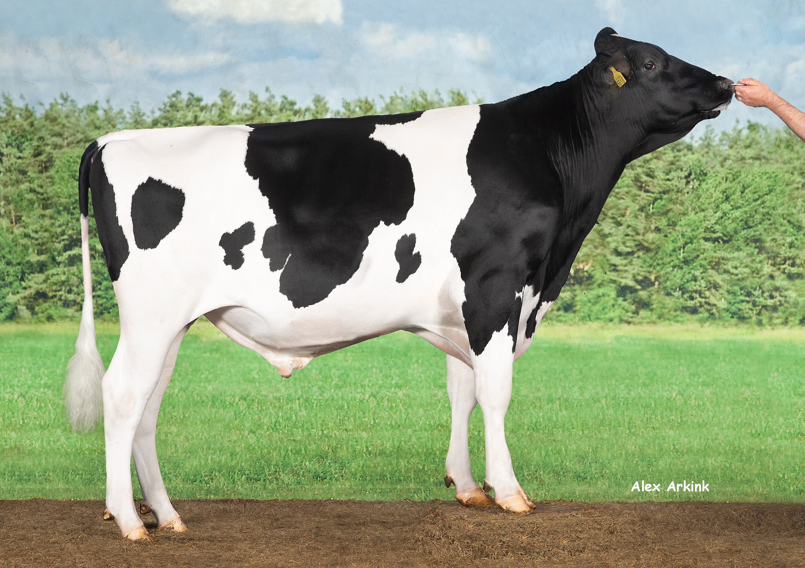 Producer - Holsteinbulle des Monats Juli