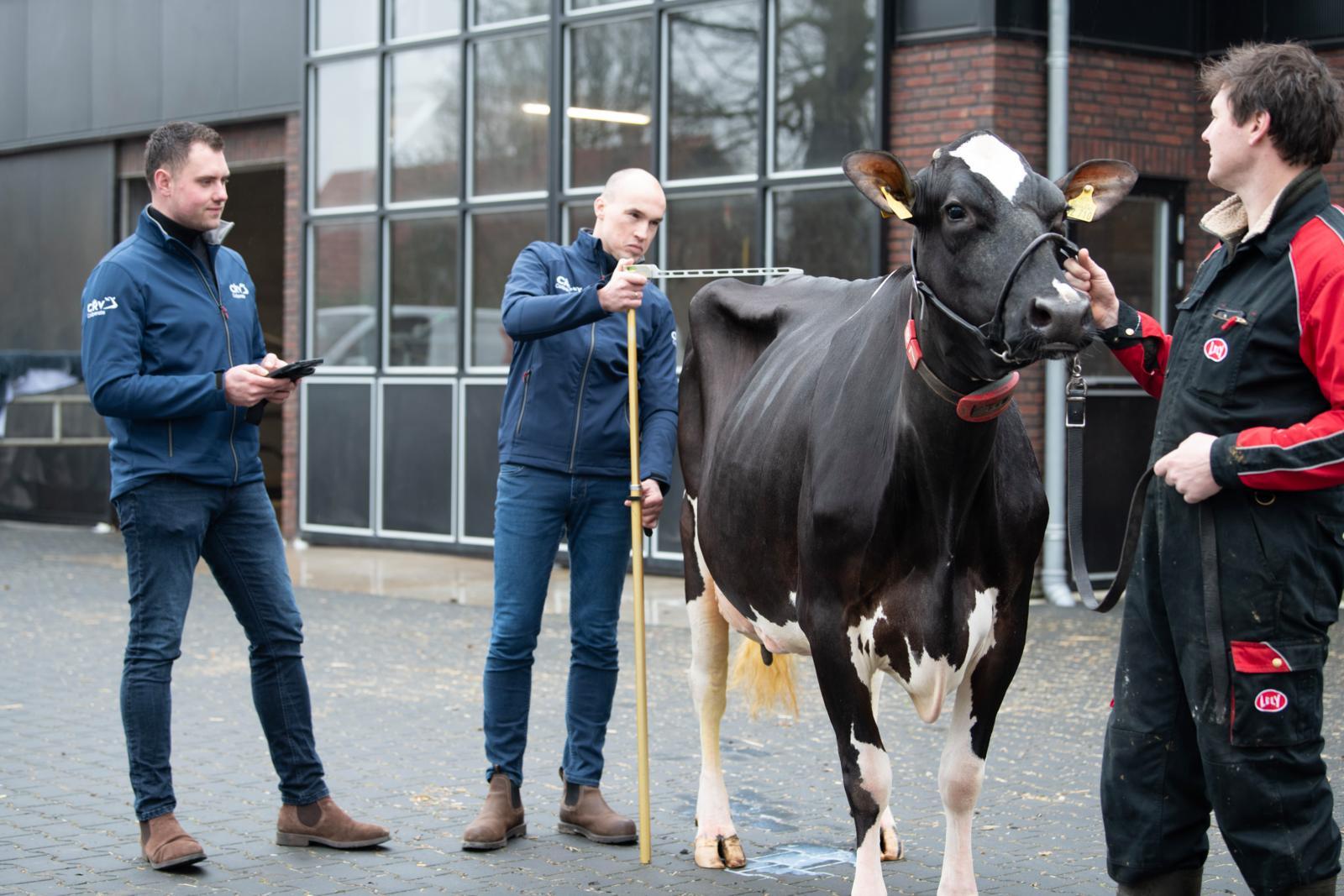 Koeien beoordelen: hobby of noodzaak?