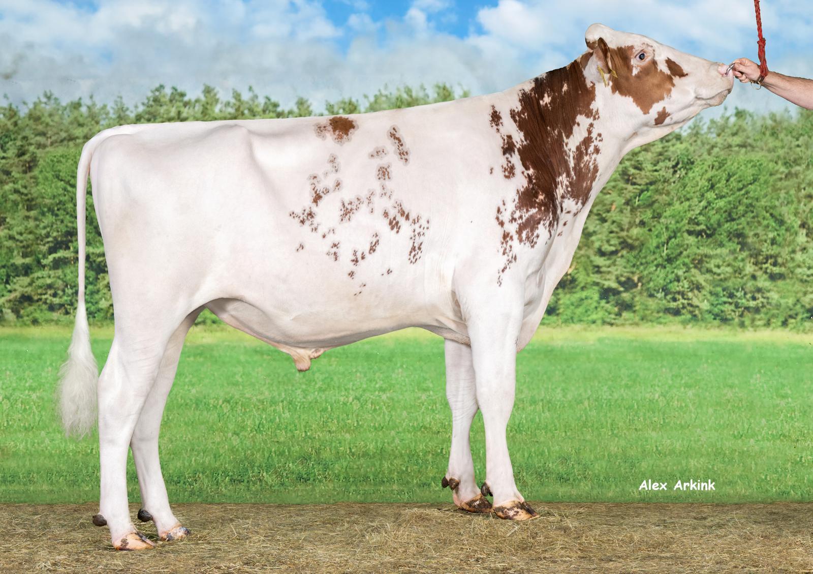 Koepon Real Life brings the ‘Queen of the Breed’ back to life