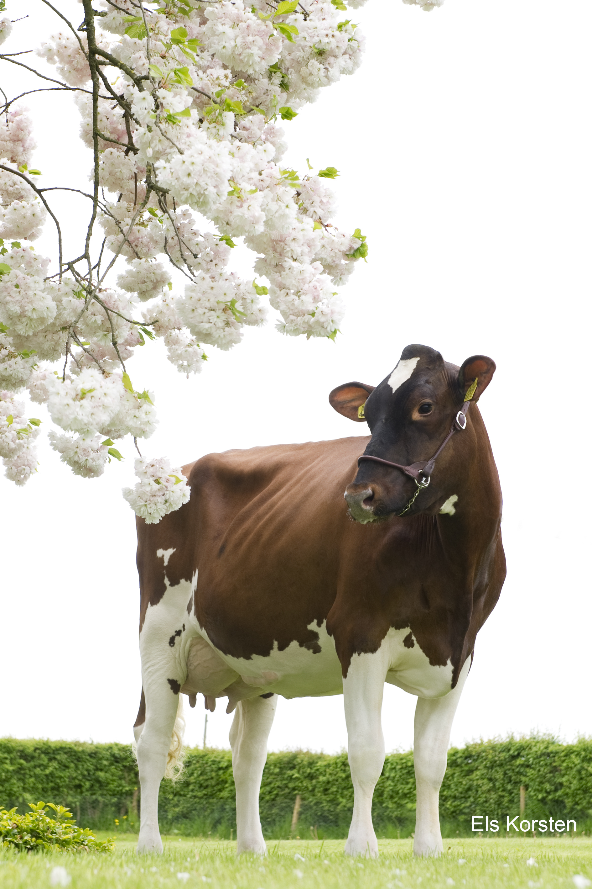 <p>Red Breeds Sire Directory Spring 2024</p>