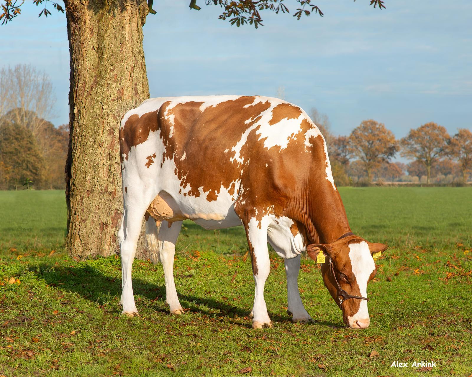 Retraitehoeve Nieske 16 (AB 86) produceert persistent veel melk met hoge gehalten