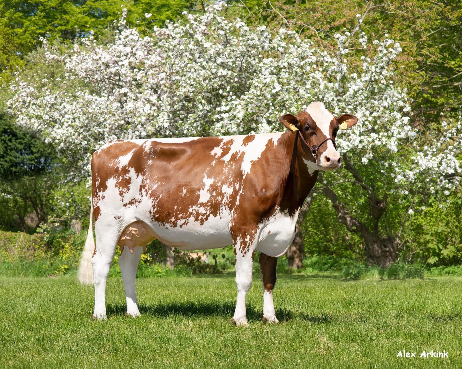 Retraitehoeve Nieskje 17 (v: Nominator) eig.: VOF Willemse-Meulepas, Beers NB