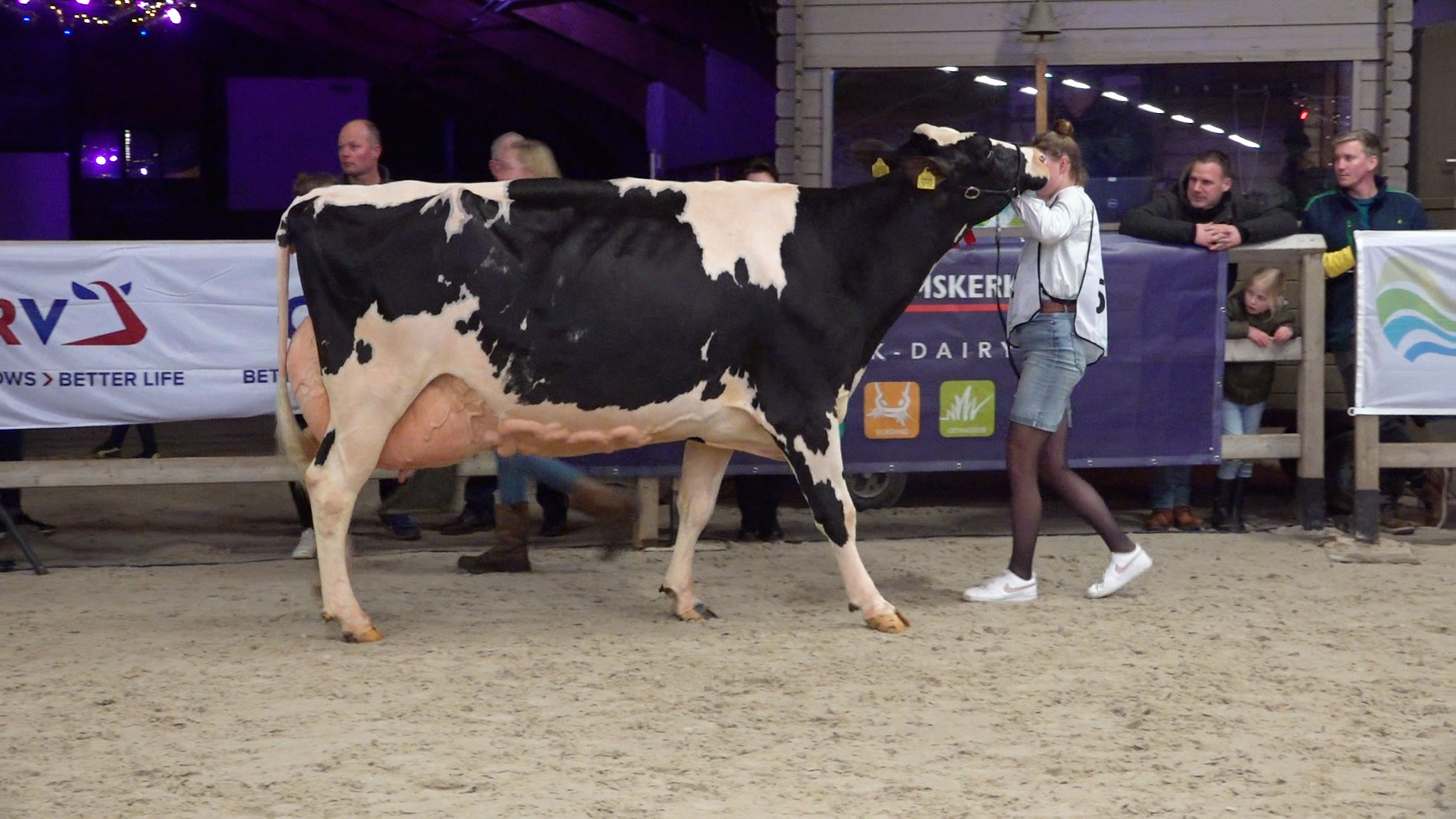 Hedra Riedel 919 werd in maart van dit jaar kampioene in de middenklasse op de wintershow in Houten