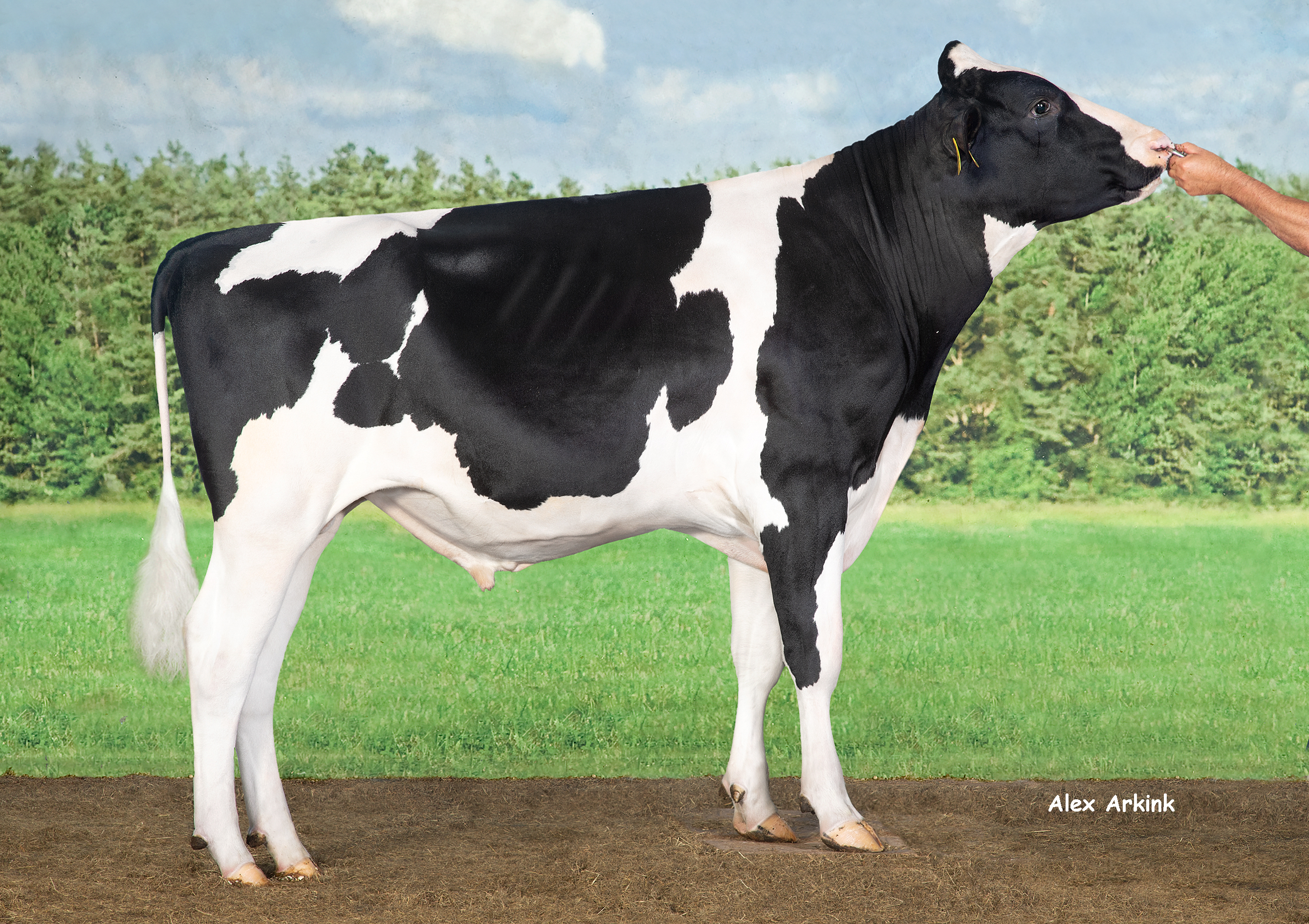 Romero - Holsteinbulle des Monats Oktober