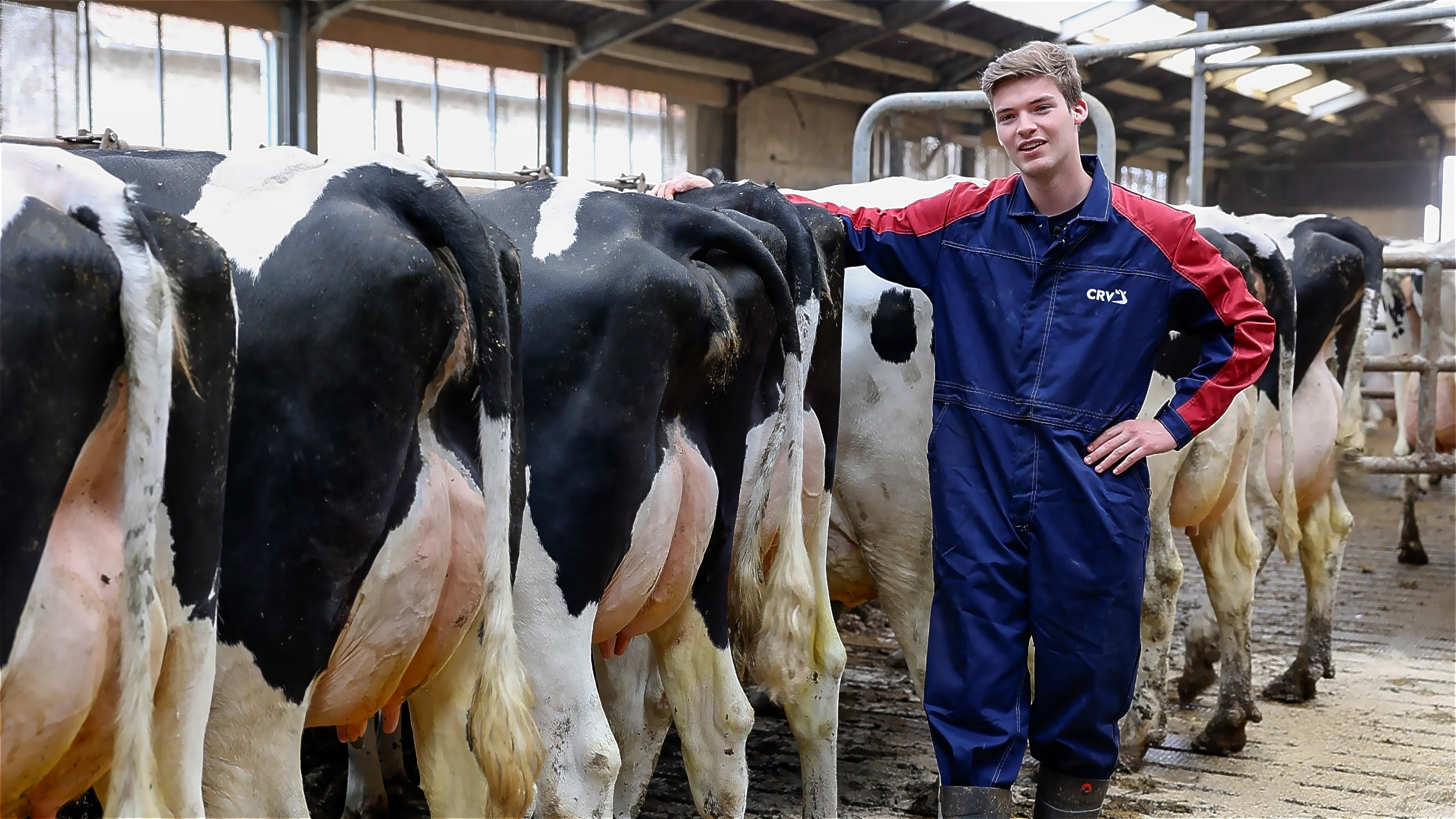 Robbe Roose kiest voor Amerikaanse genetica van CRV