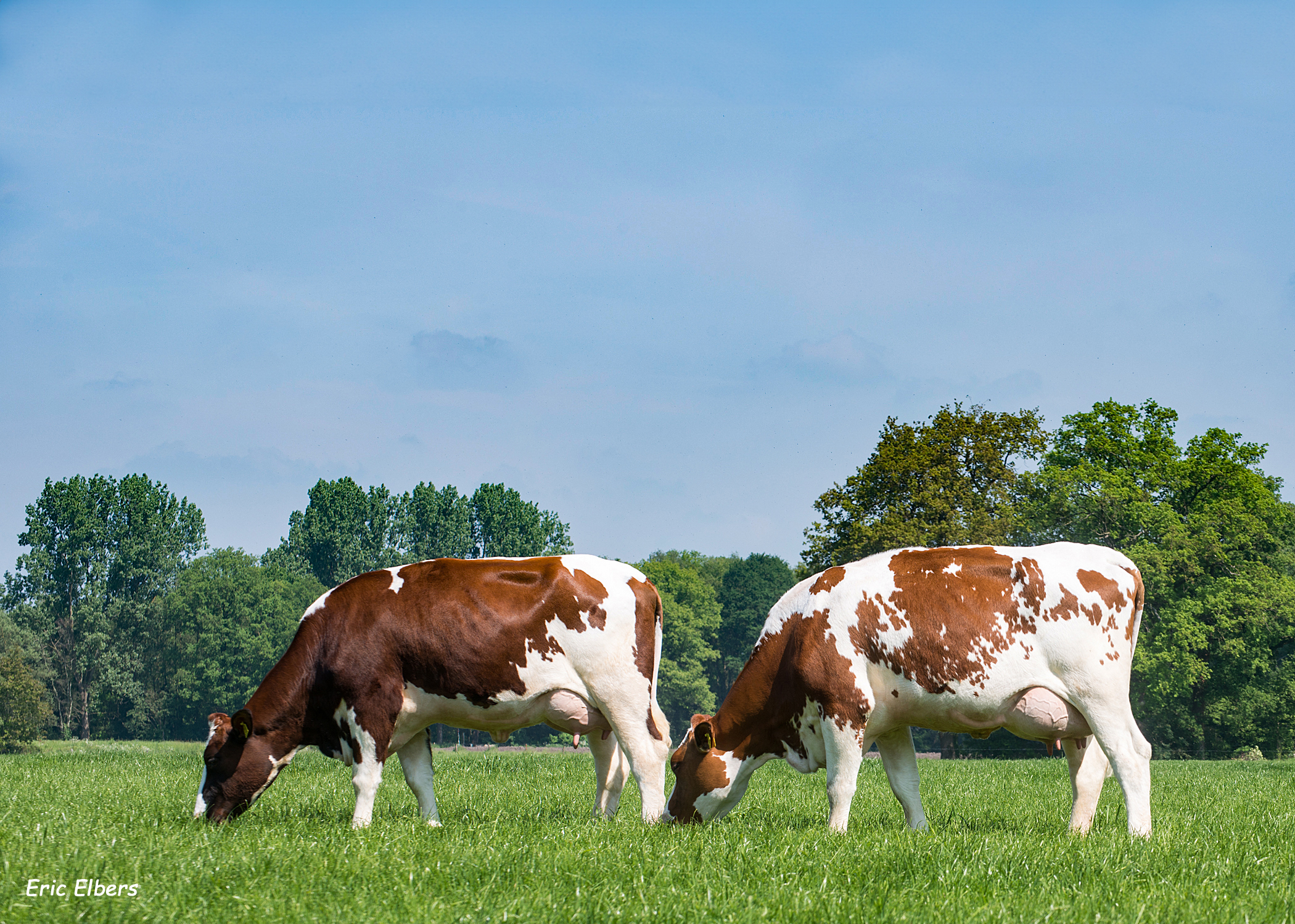 Links Wilhelmdochter Roza 54 en rechts Trojkadochter Roza 50