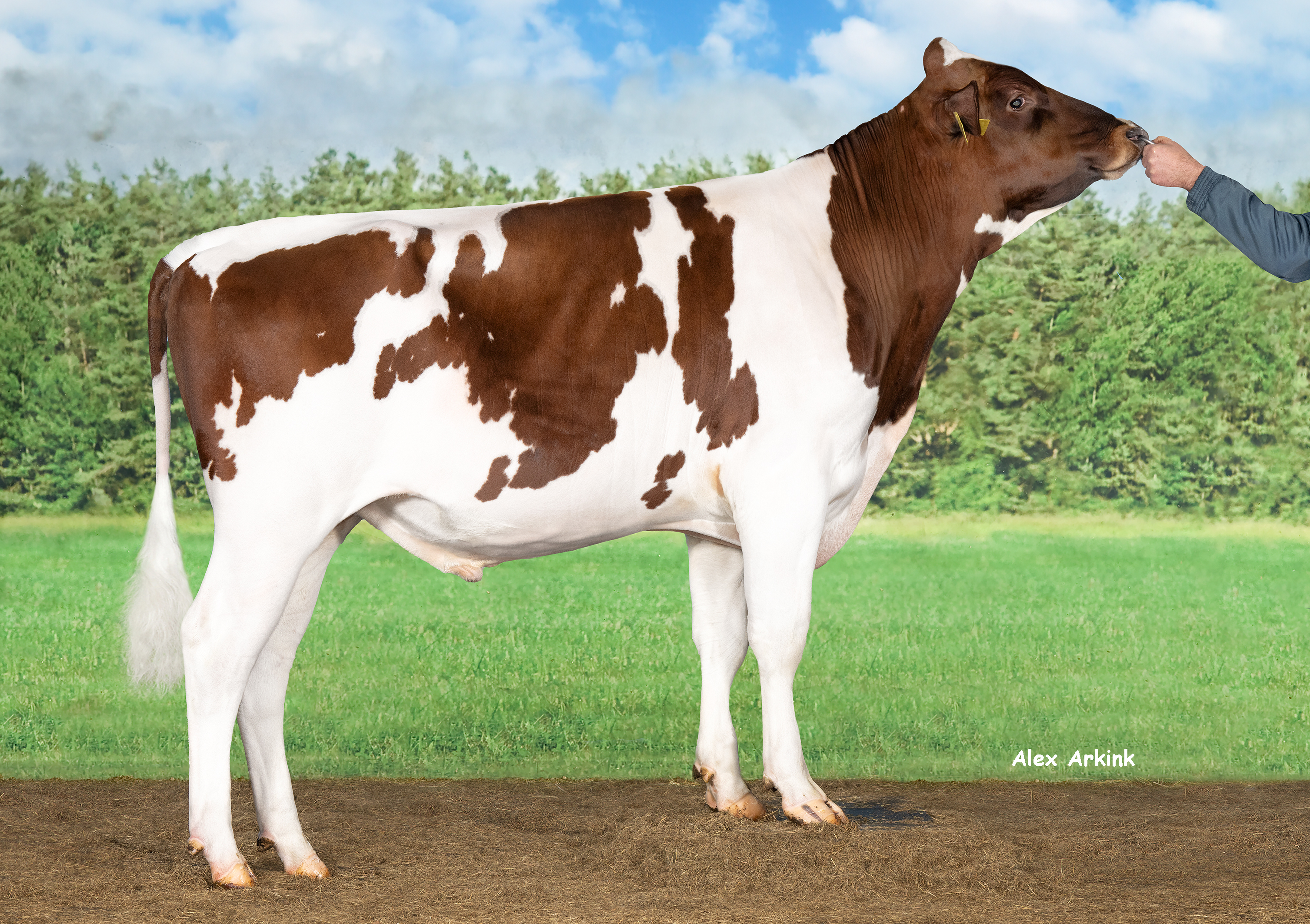 Double W Rustic brings ‘Ricky Power’ to red and white