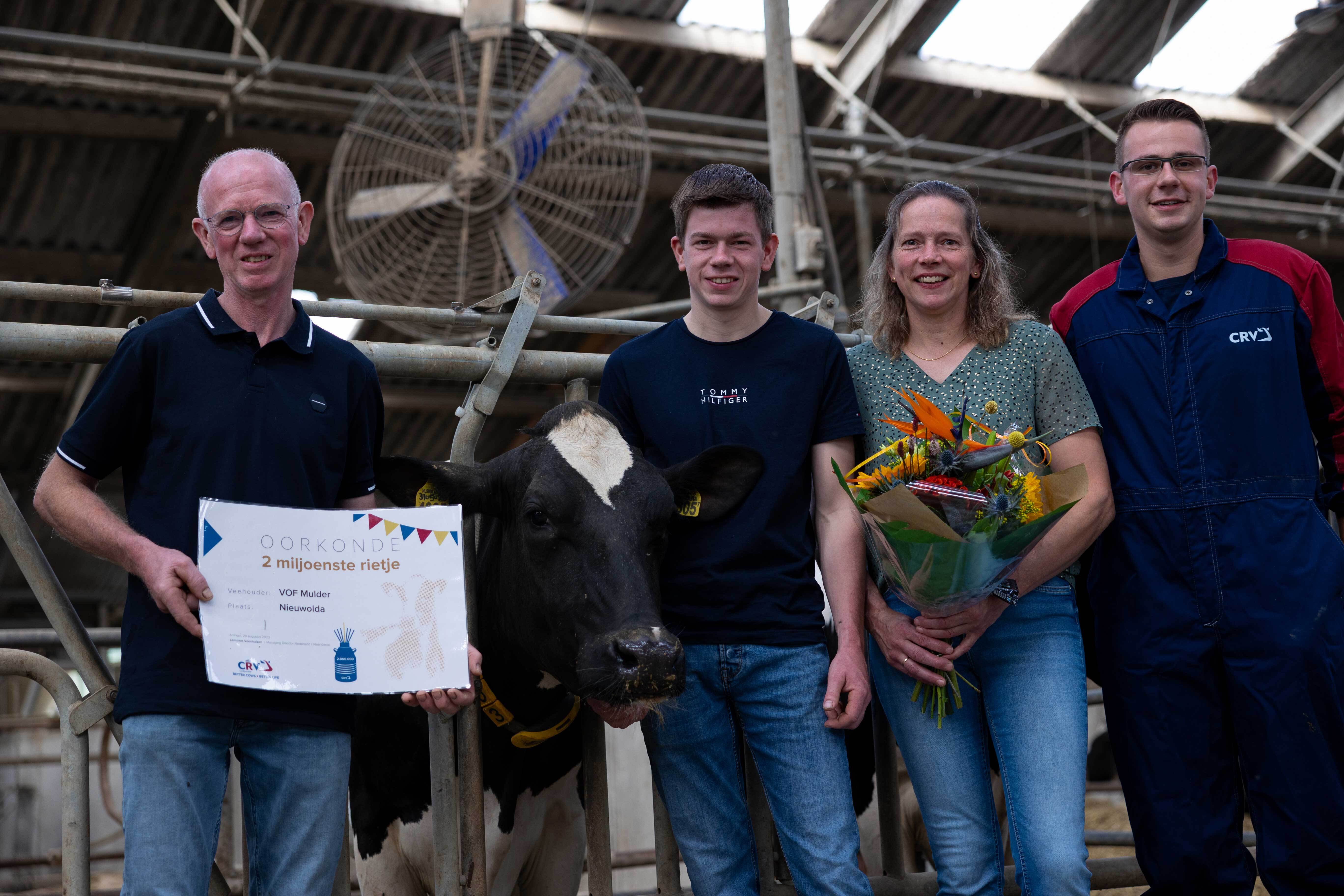 Farmers and inseminator in a barn