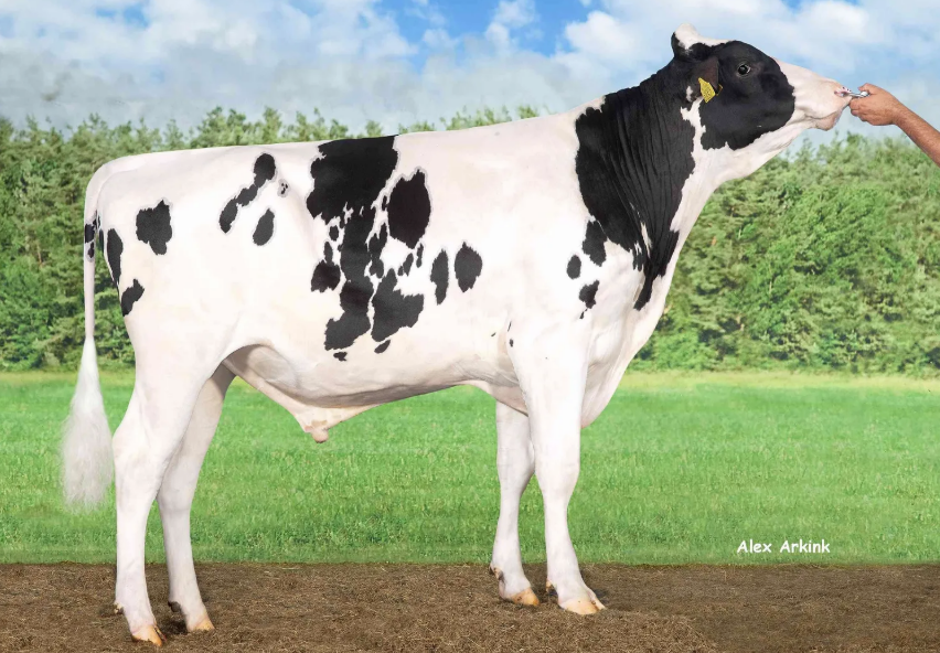 Delta Vikram, moderne stier uit traditionele koefamilie