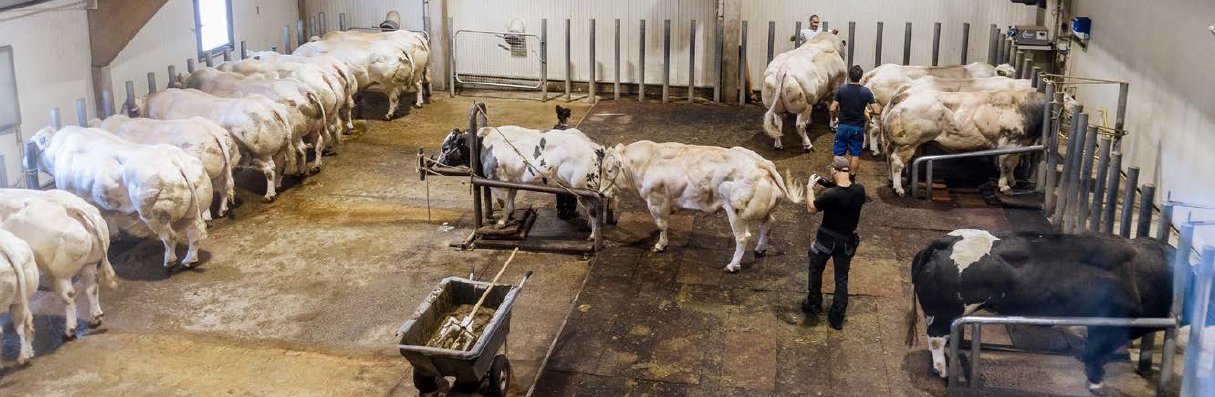 BBG gaat bij Belgisch witblauw voor topkwaliteit