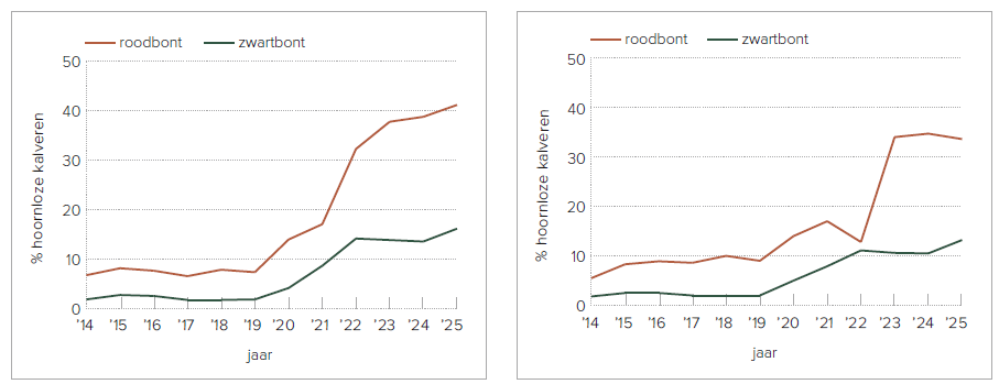 Figuur 2 (Links) – Percentage hoornloze kalveren per geboortejaar op basis van gegenotypeerde holsteinkalveren (2025 is lopend jaar) in Nederland. Figuur 3 (Rechts) – Percentage hoornloze kalveren per geboortejaar op basis van gegenotypeerde holsteinkalveren (2025 is lopend jaar) in Vlaanderen (bron: Coöperatie CRV)