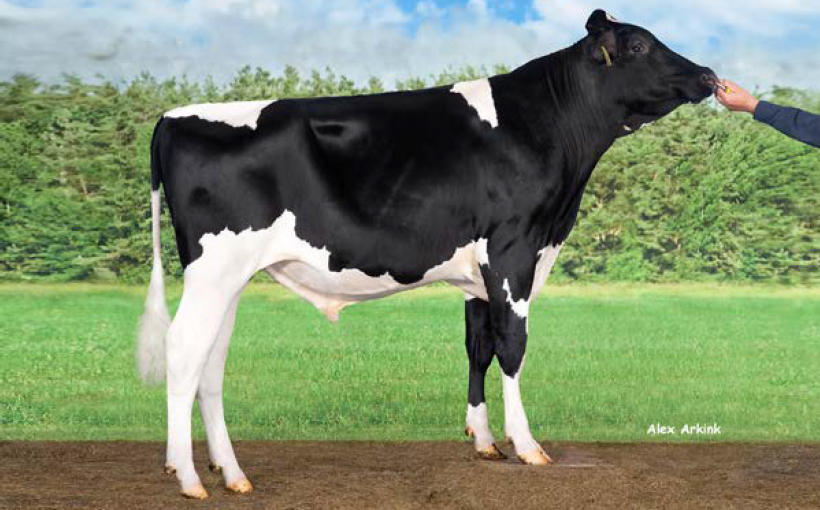 Delta Boulevard voor veel melk van vruchtbare koeien