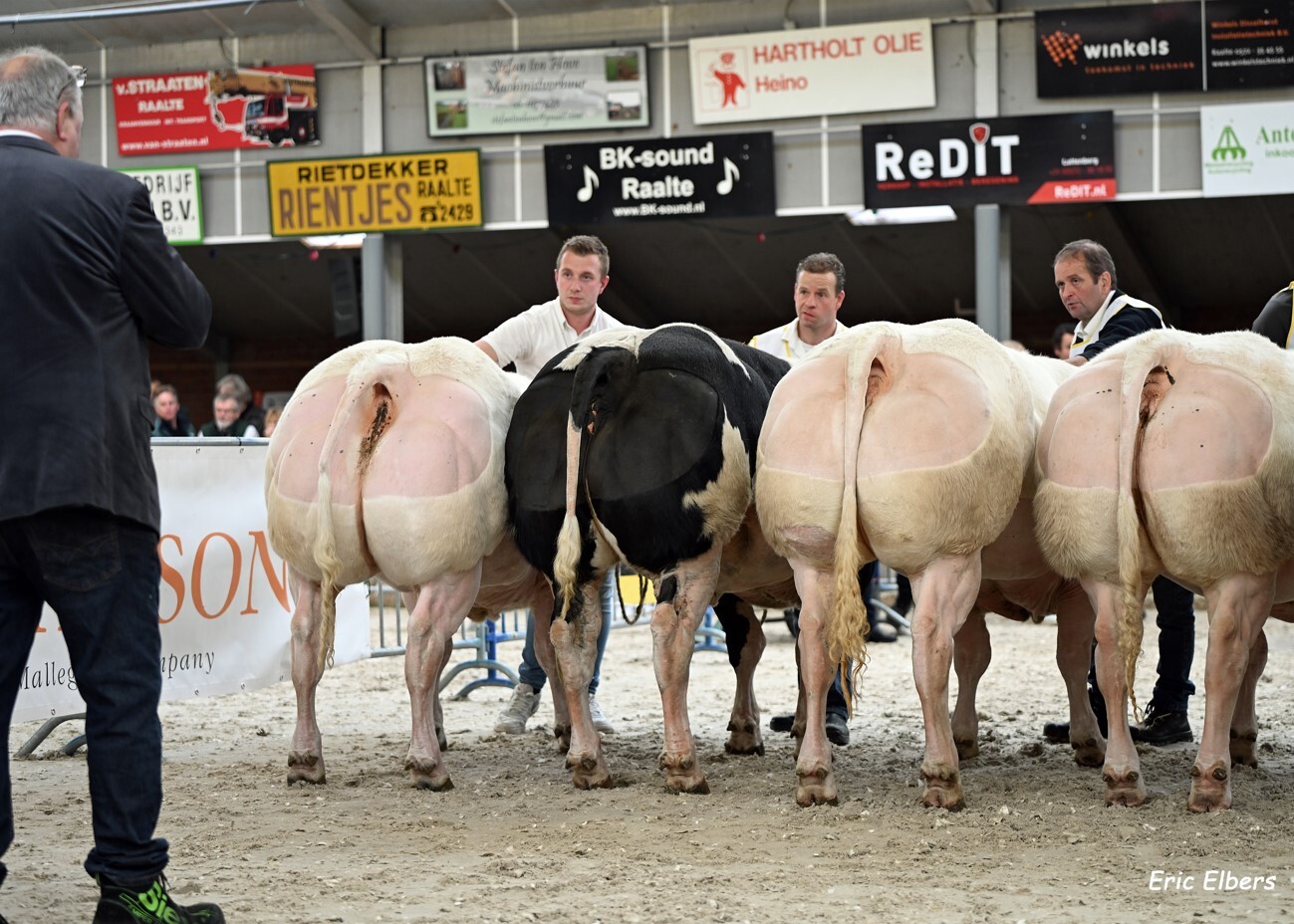 Belgisch witblauwe dieren