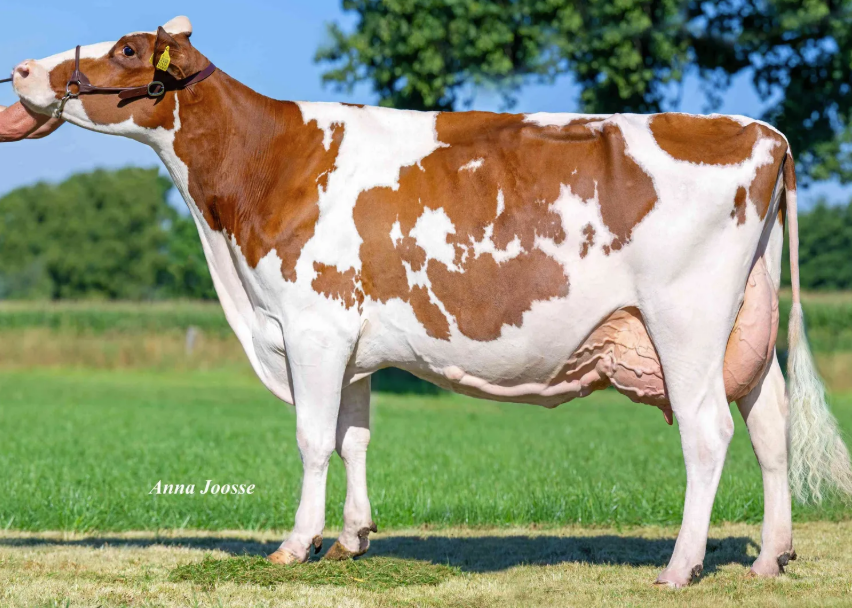 Bertha 193, moeder van Solaris. Eig.: AJM Frijters, Waalre